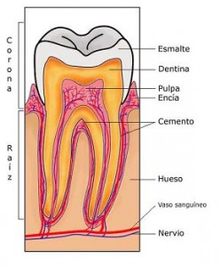 tooth-section-es